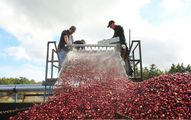 Cranberry Harvest Season